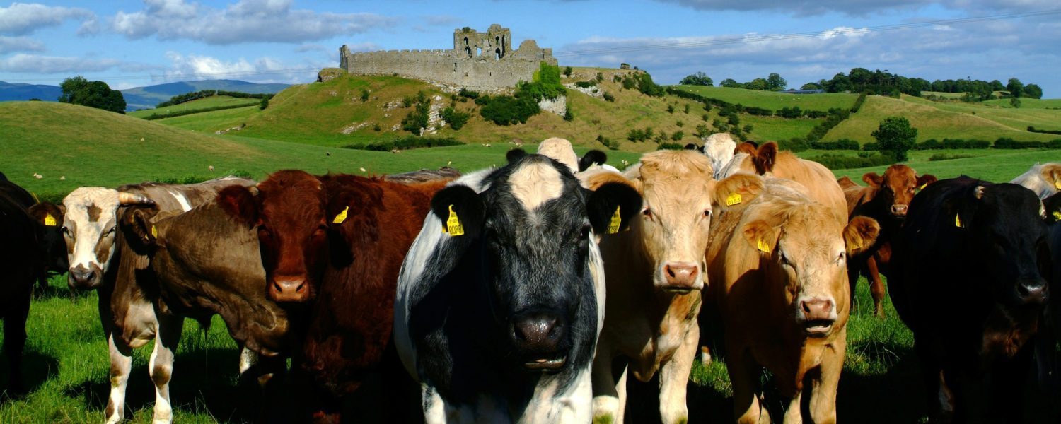 Beef Cattle in front of a ruined castle in Ireland