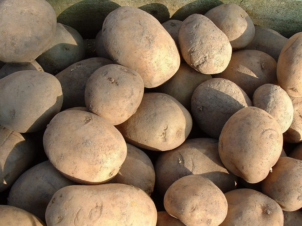 Irish Red Rooster Potatoes, which you could see growing as part of a horticultural tour of Ireland.