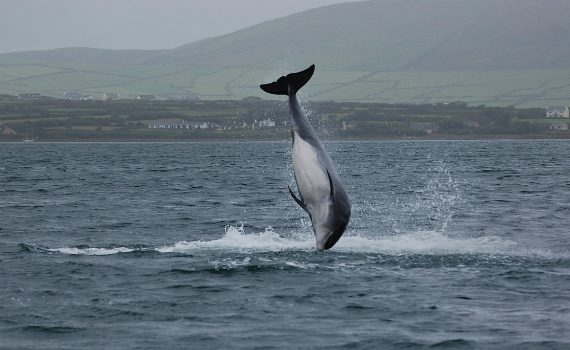 Fungie the dolphin off the coast of co.kerry, ireland.