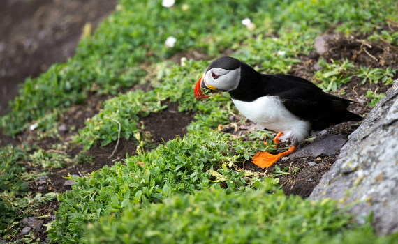 Puffin resting on the cliffs of moher, co.clare