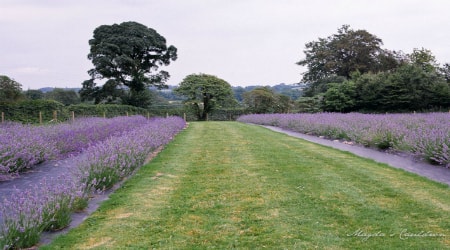 Wexford Lavender Farm, Gorey, Co Wexford 