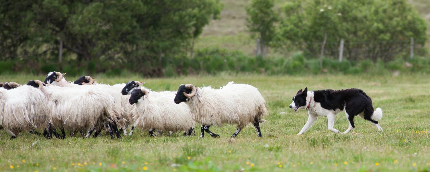 expertly trained sheepdogs as used by the extensive sheep farmers