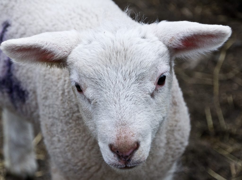 a newborn lamb in springtime