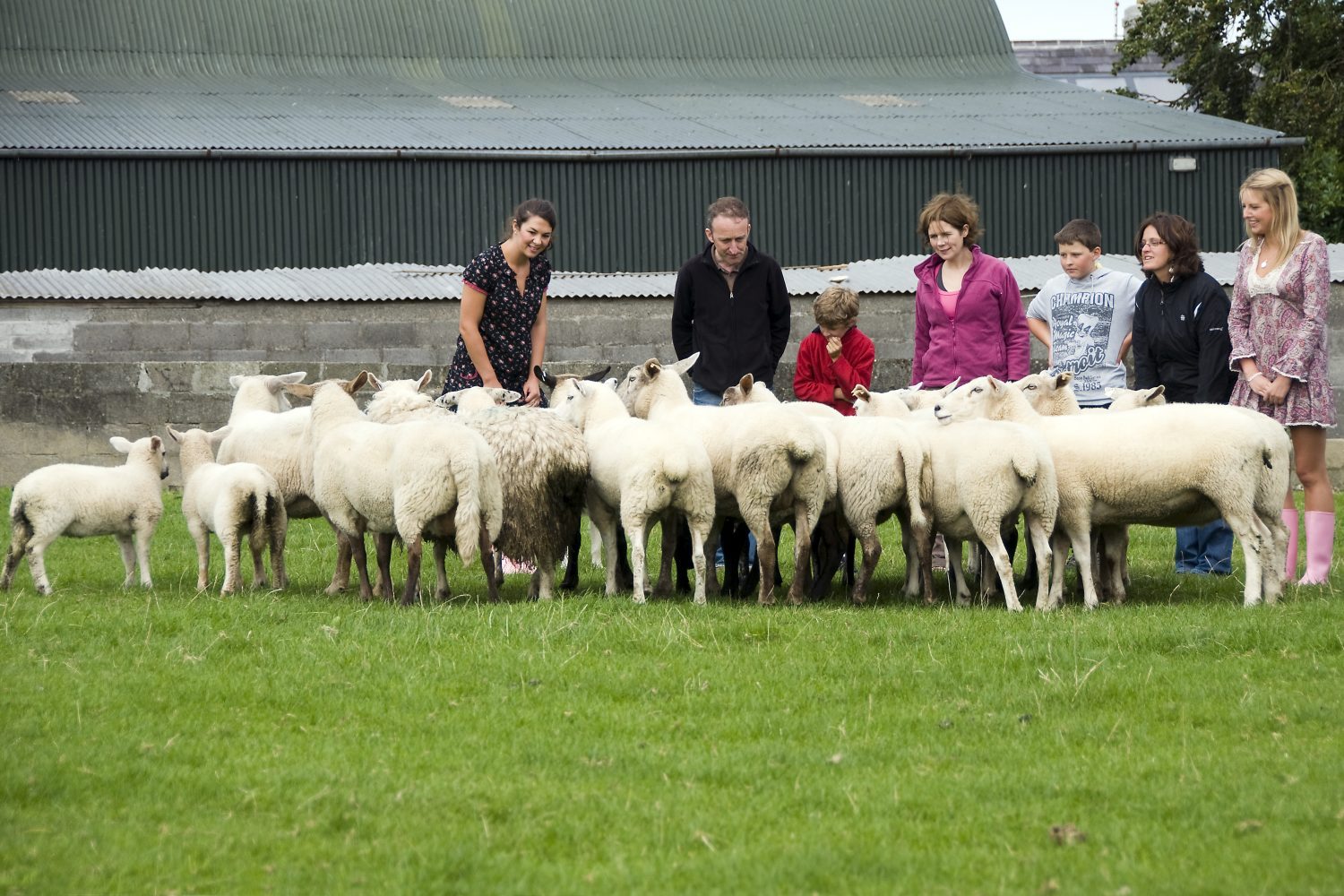 an Irish sheep farm