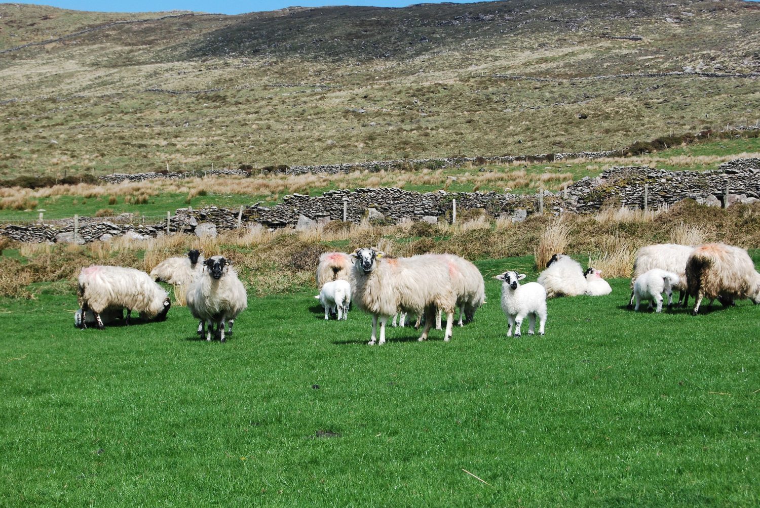 some sheep farms have mixed terrain of both Highland and Lowland.