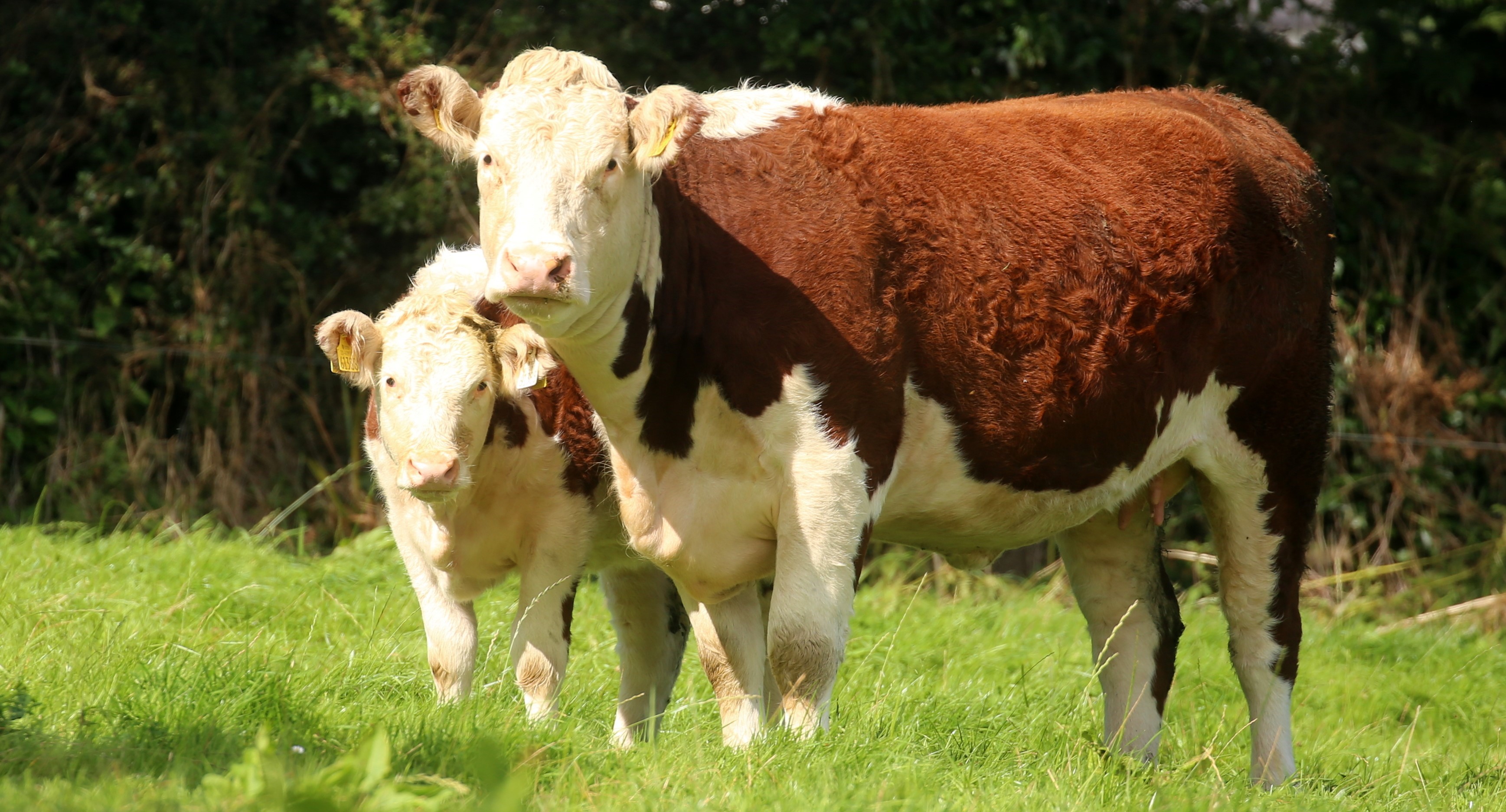 Irish Hereford Society