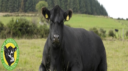 Irish Aberdeen Angus