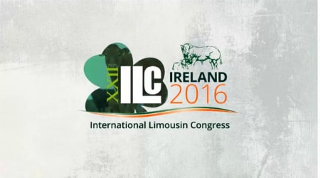 irish limousin cattle society