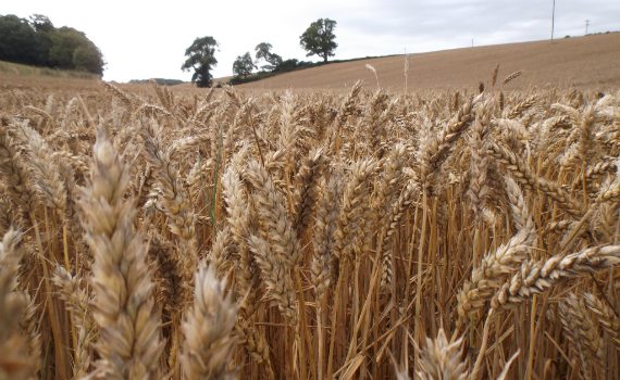 Wheat in an irish field