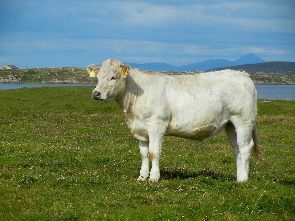 Charolais Bull, often crossed with dairy cows.