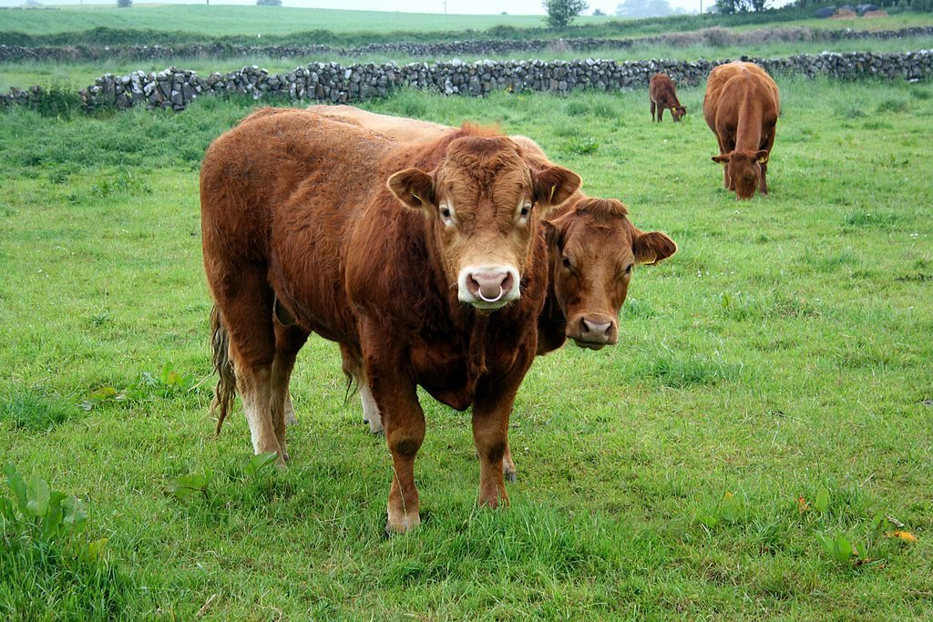 Two Friesan Bulls.