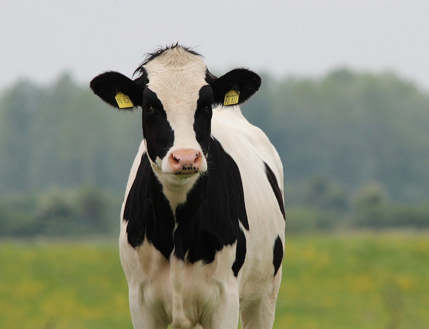 One of Ireland's 1.14 million dairy cows.