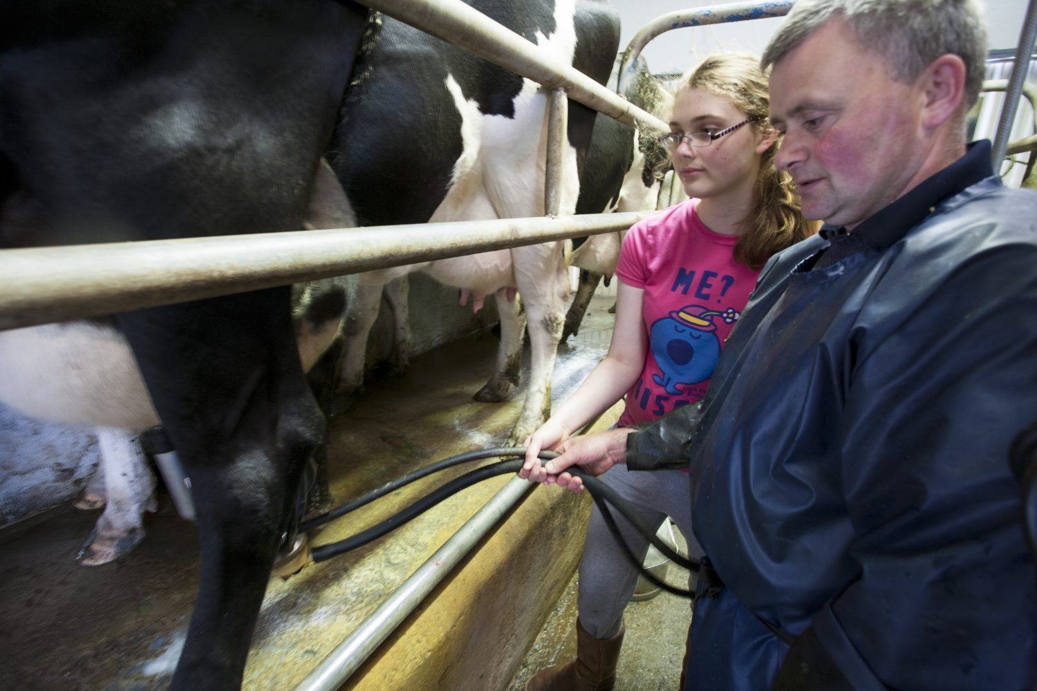 inspecting dairy cows being milked