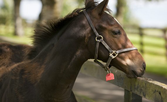 horses at the national stud, co.kildare, ireland