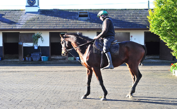 Hurricane fly famous irish racehorse outside  willie mullins yard