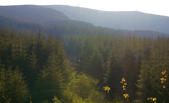 Typical irish forestry as seen on forestry tours of ireland.