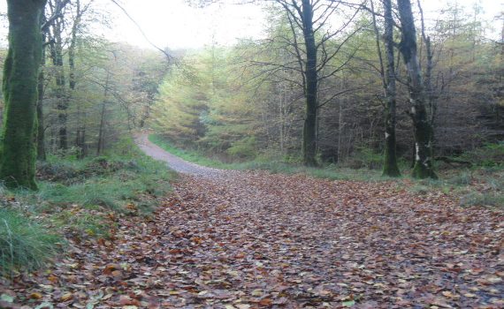 irish woodland on forestry tours by agri tours ireland