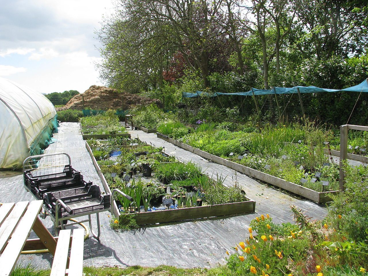 Ireland's horticulture industry also supplies the non-food market