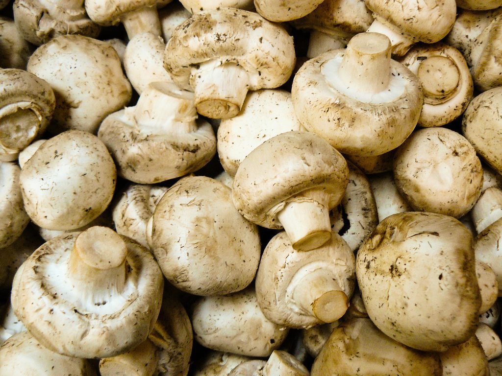 Mushroom Production in Ireland