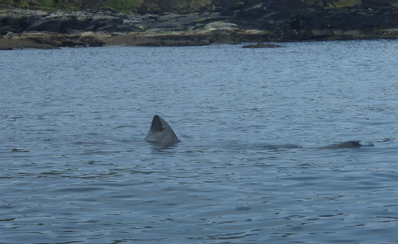 A basking shark as seen on the marine tours of ireland