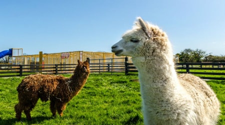 Kia Ora Mini Farm, Gorey, Co. Wexford 