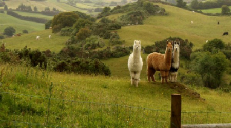 West Cork Alpacas, West Cork, Co. Cork 