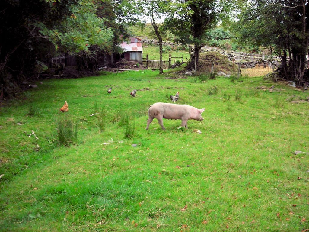 pig outdoors on a mixed Irish farm