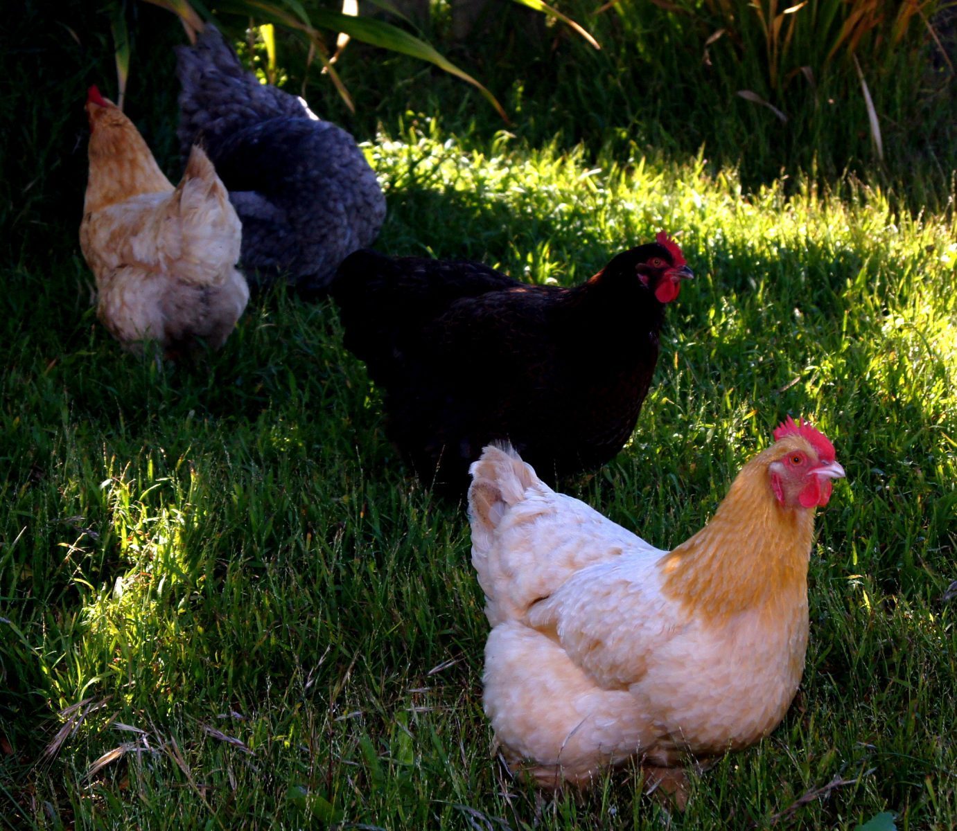 mixed breed free range chicken farming in Ireland