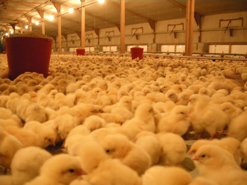 large-scale chicken farming in Ireland