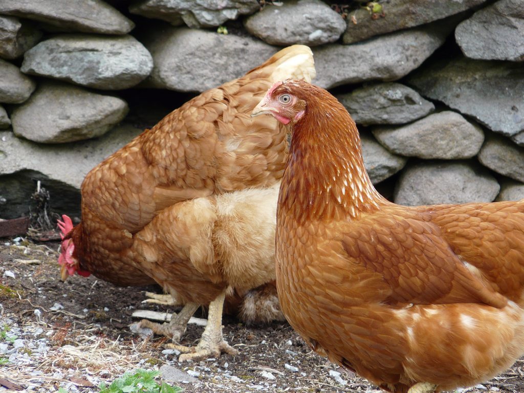 free range chicken farming is widespread practice in Ireland.