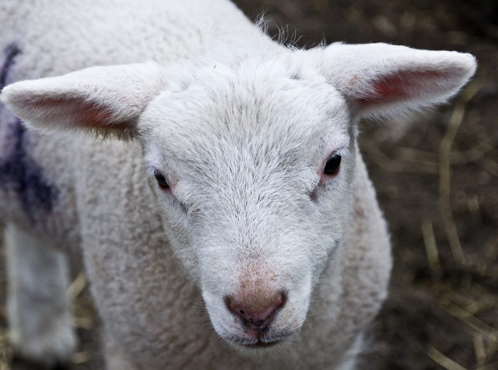 sheep farm tour dublin