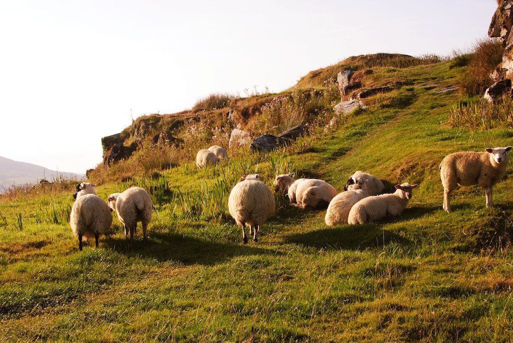 sheep farm tour dublin