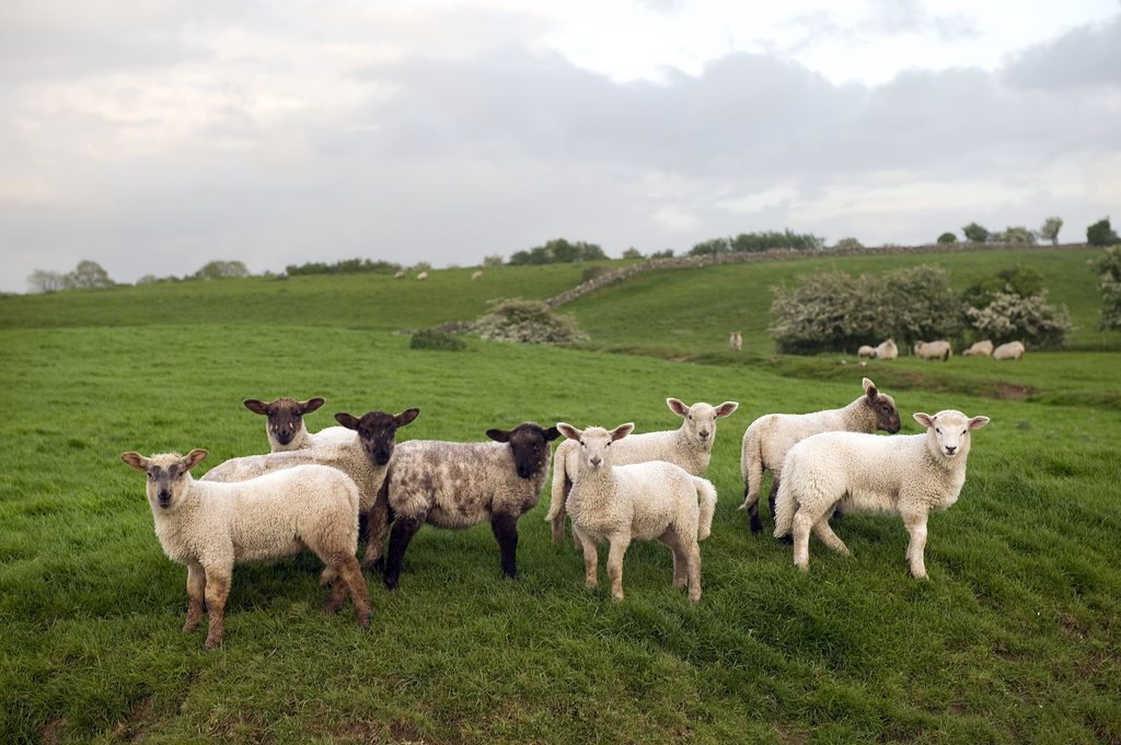 a group of lands in springtime.